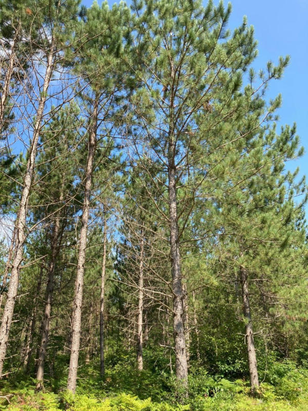 ON LONG SHOT LN # TRACT 4093, MINOCQUA, WI 54548, photo 1