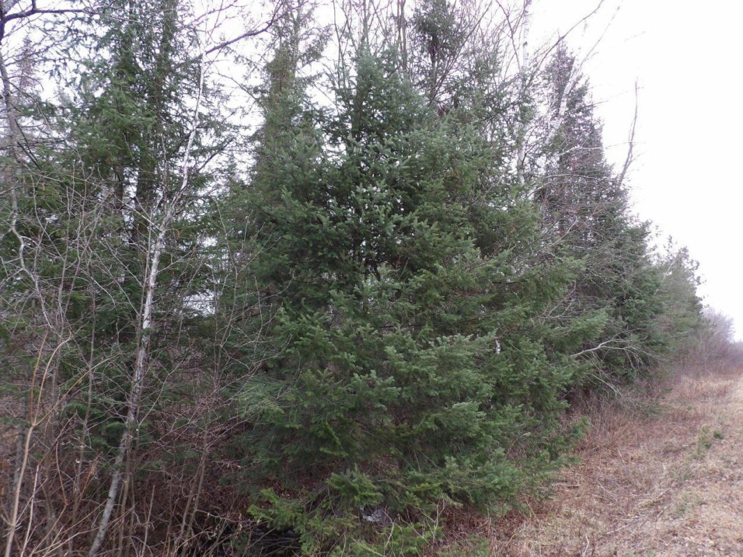 OFF KNAPP RD, WINTER, WI 54896, photo 1 of 9