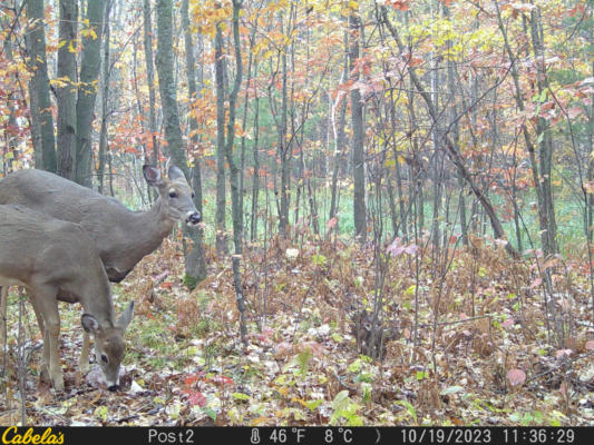 ON GLENNDENNING RD, SHELL LAKE, WI 54871, photo 2 of 10